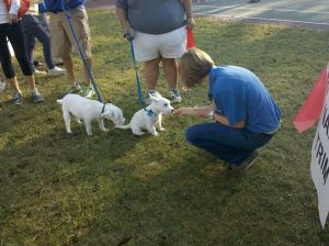 A team member petting two white puppies at a community service event