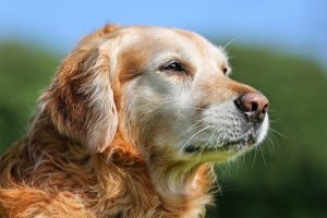 A golden retreiver named Peach who has passed away